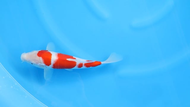 Kohaku - Yoshino (30cm)