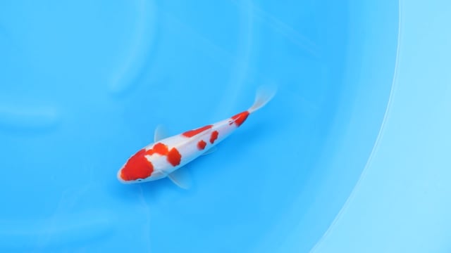 Kohaku - Yoshino (25cm)