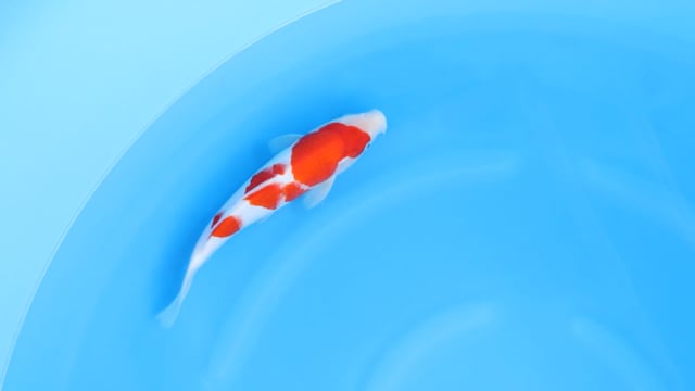 Kohaku - Yoshino (32cm)