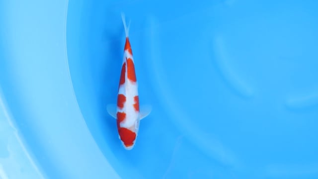 Kohaku - Yoshino (30cm)