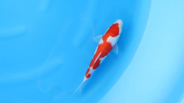 Kohaku - Yoshino (30cm)
