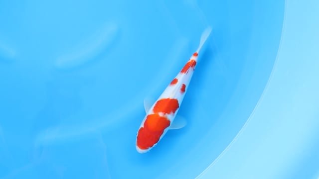 Kohaku - Yoshino (31cm)