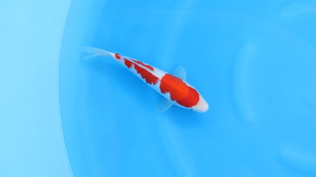 Kohaku - Yoshino (27cm)