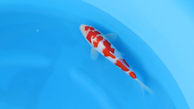 Kohaku - Yoshino (28cm)