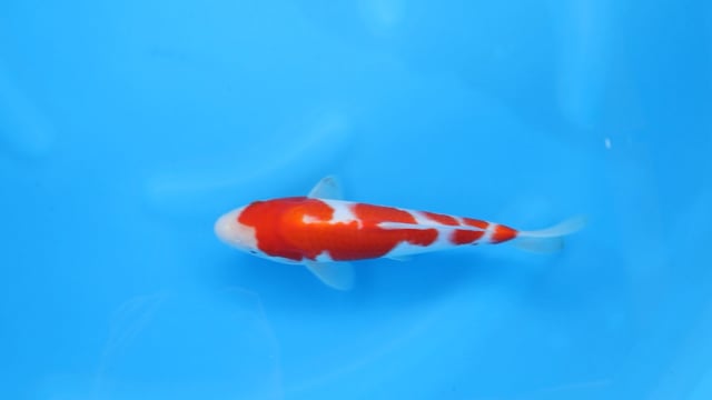 Kohaku - Yoshino (26cm)