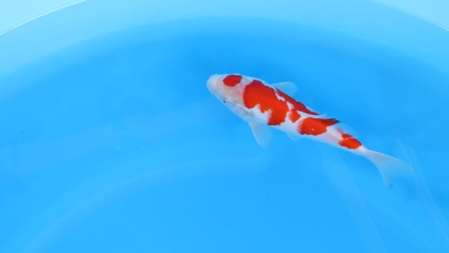 Kohaku - Yoshino (24cm)