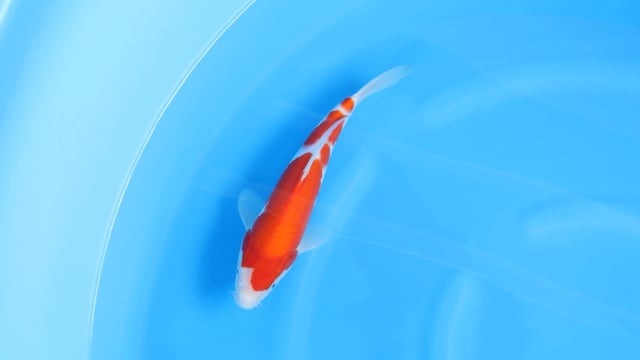 Kohaku - Yoshino (31cm)