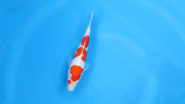 Kohaku - Yoshino (27cm)