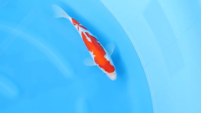 Kohaku - Yoshino (29cm)