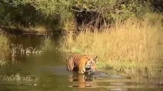 लखीमपुर खीरी- 
दुधवा नेशनल पार्क में भीषण गर्मी में वाटर होल का आनन्द लेते नजर आये जंगल किंग🐅
पर्यटकों के लिये बाघ को इतने करीब से देखना रोमांचित कर देने वाला नजारा बना
कैमरे में कैद हुए जंगल सफारी के बेहतरीन पल