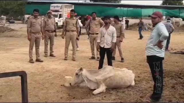 MANT-कान्हा की नगरी में मौत का प्रसाद! रातोंरात 12 गोवंश की मौत से मचा हड़कंप,,