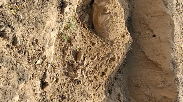 गौ  माता मौत  को हुई  ग्राम महापत नगला में गद्दे में दिखाई दिया गया है 
