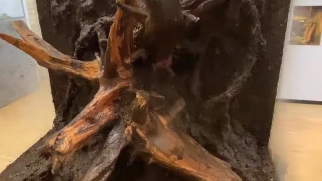 Videogalerie tropischer Terrarien und Rückwände