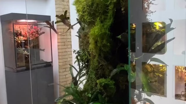 Kundenprojekte mit Pfeilgiftfrosch Terrarien