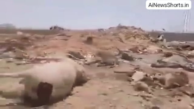 ▶️ .....राजस्थान में जैसलमेर की कचरा डंपिंग साइट पर करीब 500 से ज्यादा की संख्या में गायों के सड़ी हुए शव मिलने का वीडियो आया सामने,*