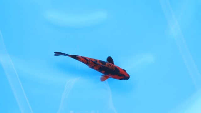 Utsuri