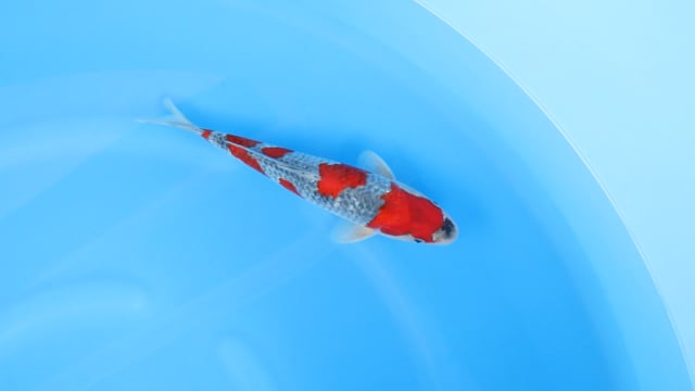 Goshiki - Kondo (31cm)