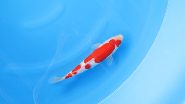 Kohaku - Kondo (30cm)