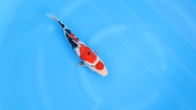 Sanke - Kondo (32cm)