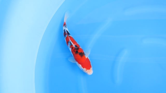 Sanke - Kondo (32cm)