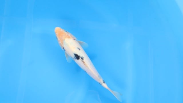 Bekko