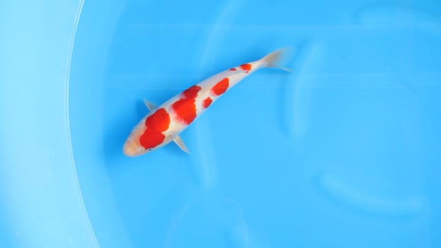 Kohaku - Kondo (31cm)