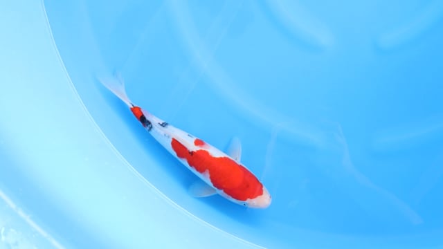 Sanke - Kondo (34cm)