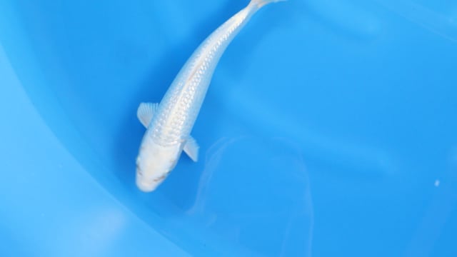 Purachina