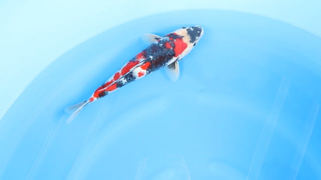 Showa - Maruyama (36cm)