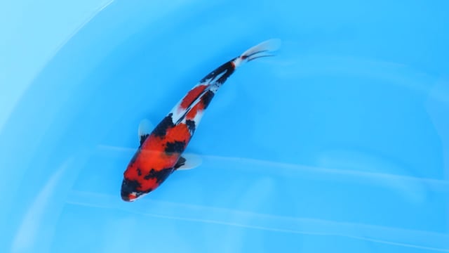 Showa - Dainichi (34cm)