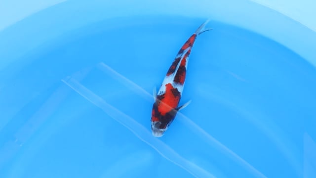 Showa - Dainichi (29cm)
