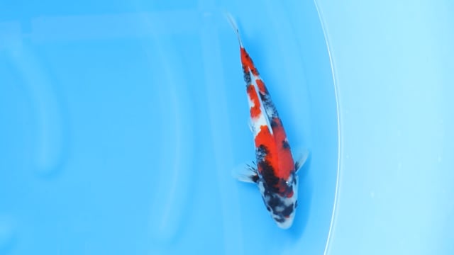 Showa - Dainichi (27cm)