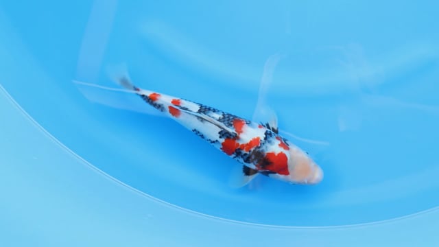 Showa - Dainichi (32cm)