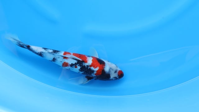 Showa - Dainichi (33cm)