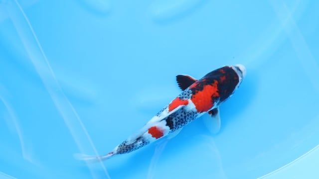 Showa - Dainichi (34cm)