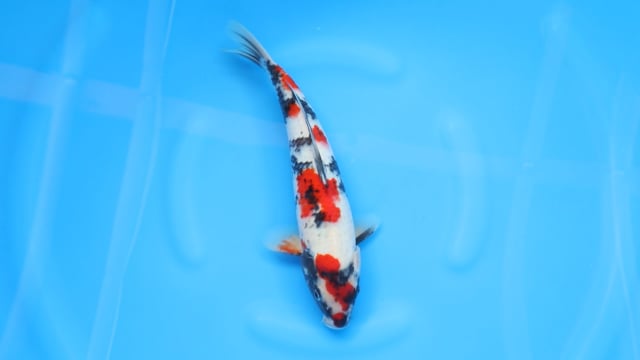 Showa - Dainichi (34cm)