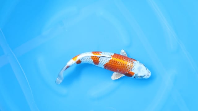Kirin