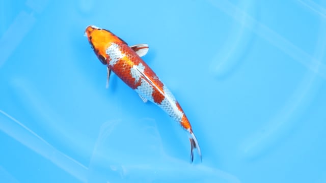 Kirin - Wada (32cm)