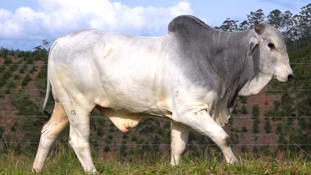 Lote 04
