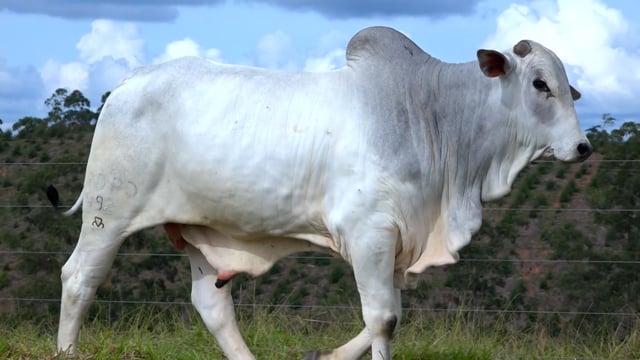 Lote 01