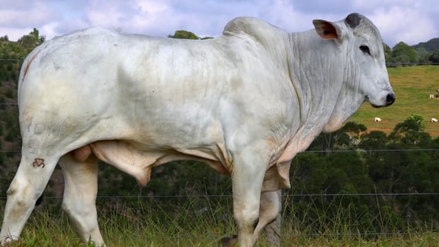 Lote 19