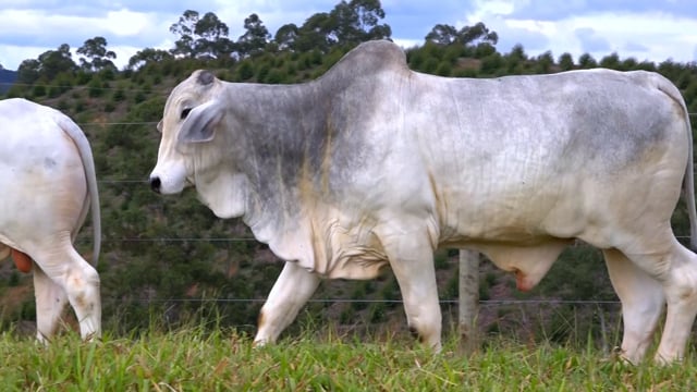 Lote 22