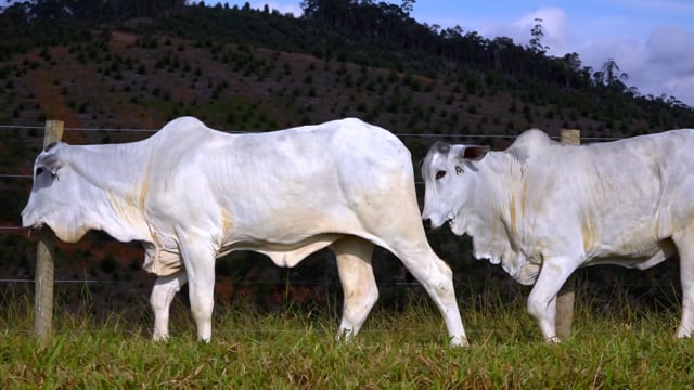 Lote 33