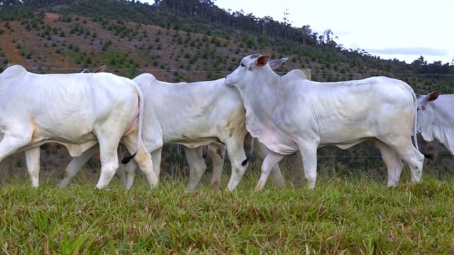 Lote 34