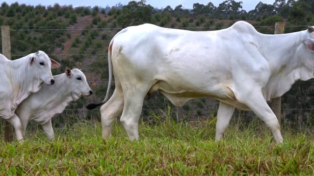 Lote 37