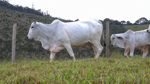 Lote 39