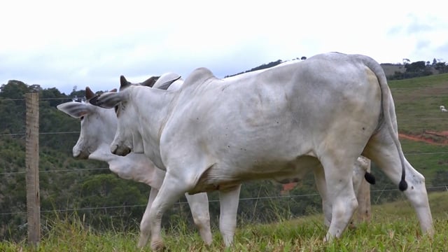 Lote 41