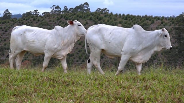 Lote 48