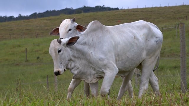Lote 49