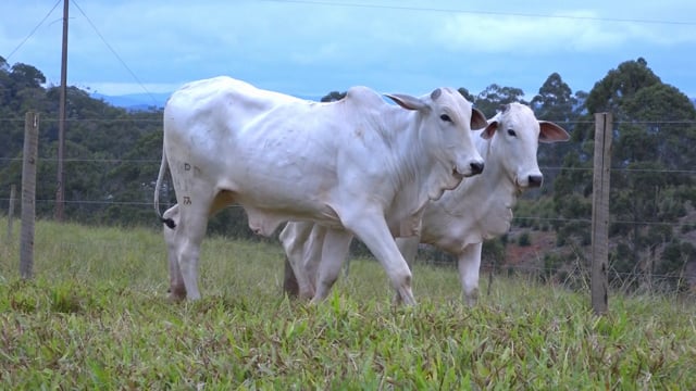 Lote 50